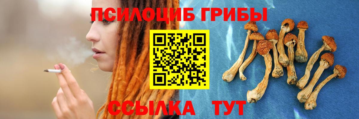 Мичуринск  Псилоцибиновые грибы Psilocybine cubensis  Вход с VPN 